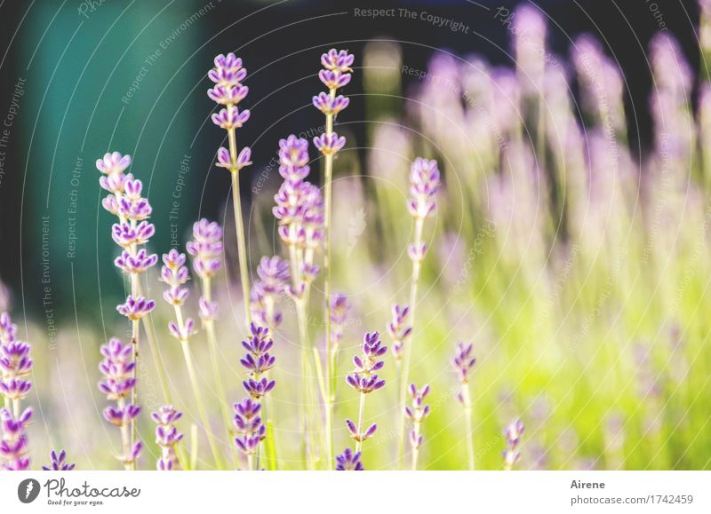 lavender's green Pflanze Sommer Schönes Wetter Blume Lavendel Blühend Duft Gesundheit gut gold violett türkis Natur Alternativmedizin Heilkraft hellgrün