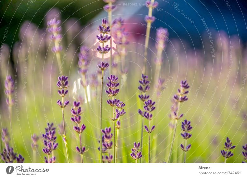 lavender's blue II Kräuter & Gewürze Pflanze Schönes Wetter Blume Lavendel Blühend Duft Gesundheit glänzend gut blau grün violett Natur Wachstum