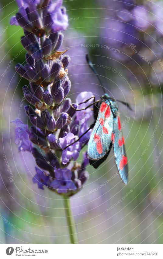 Alter Falter. Farbfoto Außenaufnahme Makroaufnahme Tag Unschärfe Natur Landschaft Pflanze Sommer Lavendel Tier Wildtier Schmetterling 1 ästhetisch
