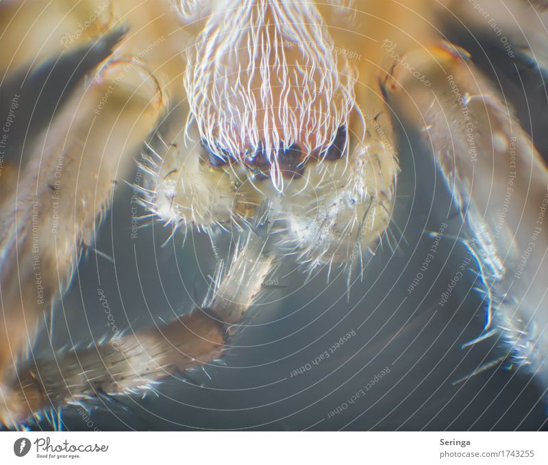 8 Augen Tier Wildtier Spinne Tiergesicht 1 Blick mikroskopisch Mikroskop Spinnenaugen Farbfoto mehrfarbig Innenaufnahme Nahaufnahme Detailaufnahme Makroaufnahme