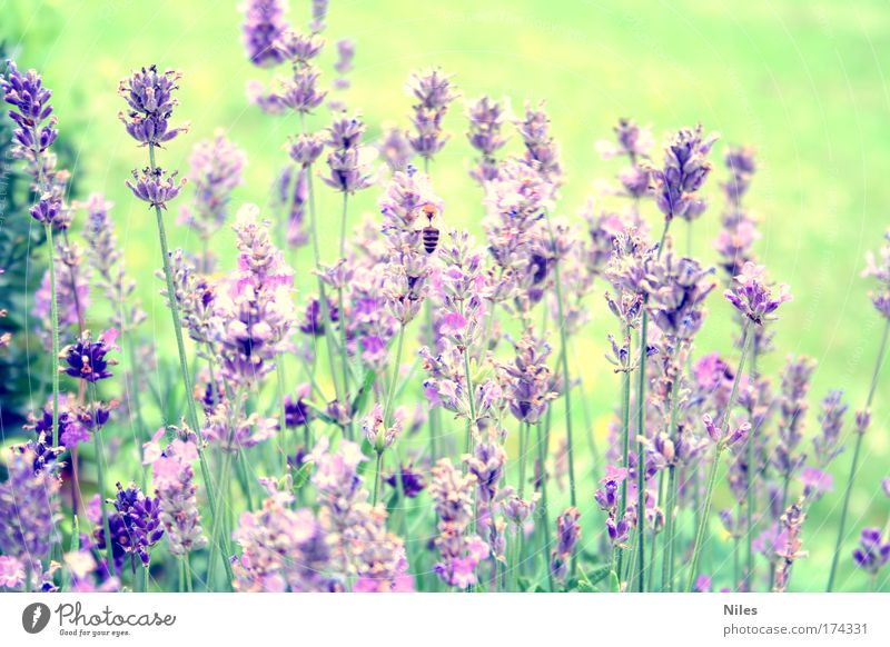 Honigsammlerin Farbfoto Außenaufnahme Menschenleer Tag Natur Sommer Pflanze Biene 1 Tier Arbeit & Erwerbstätigkeit "Sammeln," Lavendel Farbenspiel violett