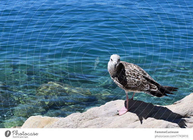 Croatia03. Natur Urelemente Wasser Tier 1 Blick in die Kamera Möwe Meeresvogel Adria Kroatien Klarheit Vogel Sonne Sommer Ferien & Urlaub & Reisen Neugier