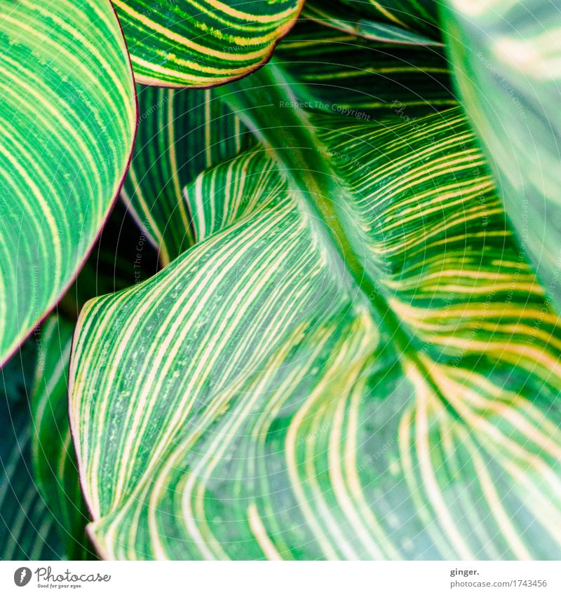 Blatt-Gewoge Natur Pflanze Sommer gelb grün gestreift umrandet rotbraun wellig Wellen Blattadern mehrere Detailaufnahme aufeinander Bewegung gegeneinander Linie