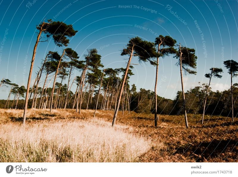 Flexibel bleiben Umwelt Natur Landschaft Pflanze Baum Gras Windflüchter Wald Weststrand Deutschland Holz stehen dünn Zusammensein groß hoch geduldig Idylle