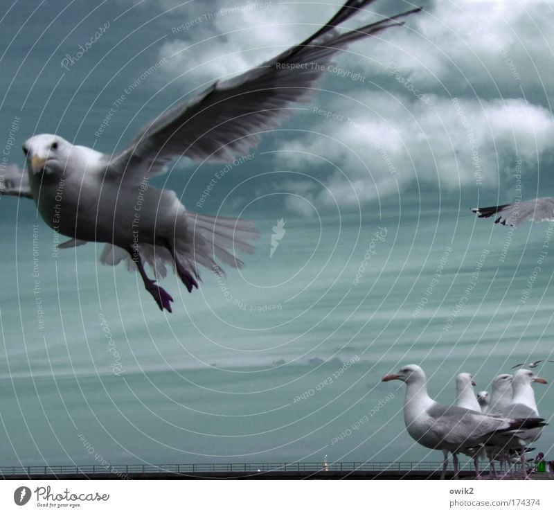 Alphatier elegant Ausflug Freiheit Sommer Umwelt Natur Luft Himmel Wolken Klima Schönes Wetter Wind Küste Tier Vogel Flügel Möwe Feder Tiergruppe Schwarm