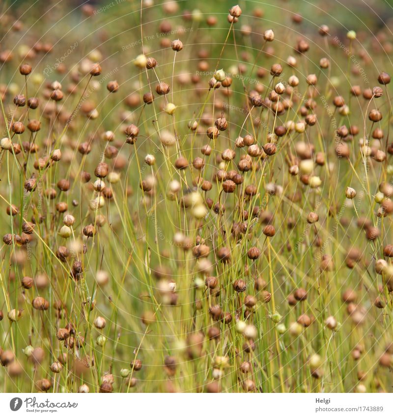 Linum usitatissimum Lebensmittel Öl Lein Ernährung Bioprodukte Umwelt Natur Pflanze Sommer Nutzpflanze Leinsamen Samen Feld dehydrieren Wachstum authentisch