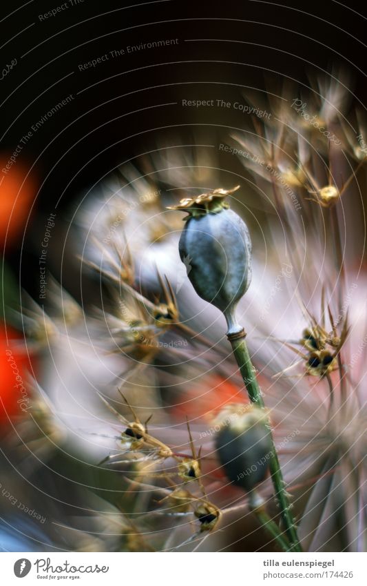 9 Farbfoto Innenaufnahme Menschenleer Textfreiraum oben Pflanze Blumenstrauß außergewöhnlich exotisch schön trocken Mohnkapsel Trockenblume Unschärfe Farbe