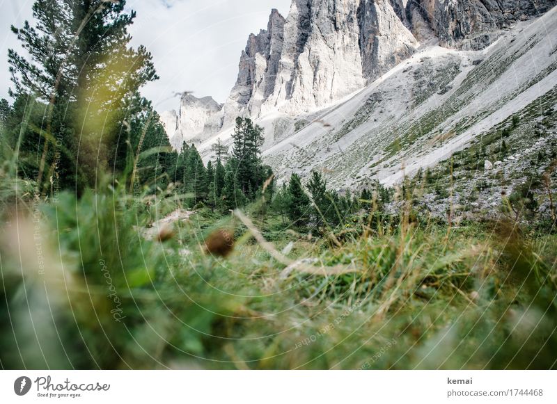 Unscheinbares Detail | Wanderer Leben Berge u. Gebirge wandern 2 Mensch Umwelt Natur Landschaft Pflanze Himmel Sommer Schönes Wetter Baum Gras Felsen Alpen