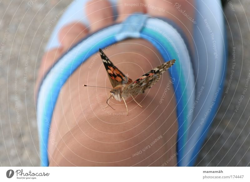 Hallo Du da! mehrfarbig Außenaufnahme Tag Schmetterling 1 Tier fliegen sitzen Neugier Flipflops Fuß Zehen Boden flattern Pause blau Distelfalter Flügel Schweben