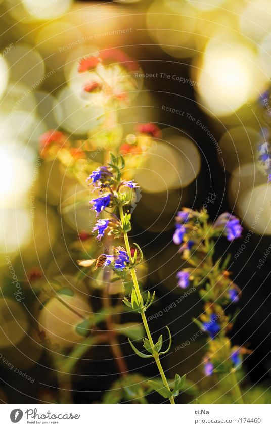 Ysop mit Schwebfliege Farbfoto mehrfarbig Außenaufnahme Menschenleer Abend Umwelt Natur Landschaft Pflanze Tier Gewürzkraut Heilpflanzen Wildtier 1 Blühend