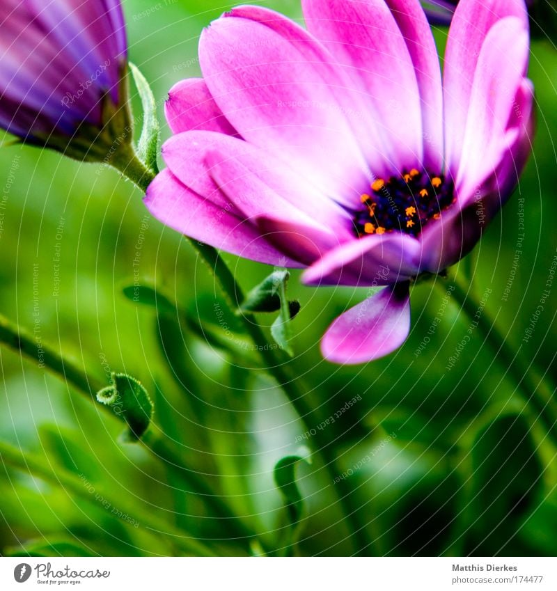 Blüte Farbfoto Nahaufnahme Detailaufnahme Makroaufnahme Menschenleer Textfreiraum links Blitzlichtaufnahme Schwache Tiefenschärfe Umwelt Natur Pflanze Sommer