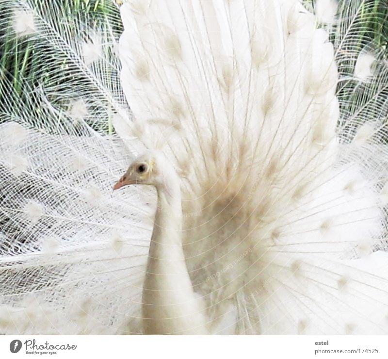 Der weiße Traum Farbfoto Gedeckte Farben Außenaufnahme Nahaufnahme Detailaufnahme Menschenleer Tag Tierporträt Blick Blick in die Kamera Natur Wildtier Vogel