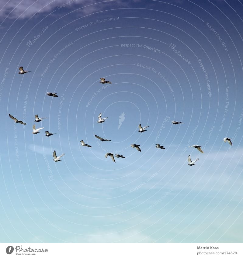 abflug Natur Himmel nur Himmel Tier Vogel Taube Flügel Zugvogel Schwarm fliegen Kommunizieren träumen Ferne Unendlichkeit blau grau Fernweh Bewegung