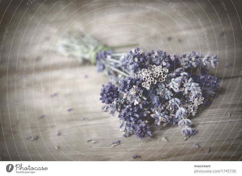 Lavendel flos Tisch Holztisch Holzplatte Blühend Blume Blüte beruhigend Heilpflanzen Medikament Alternativmedizin Seele Gesundheit Dekoration & Verzierung