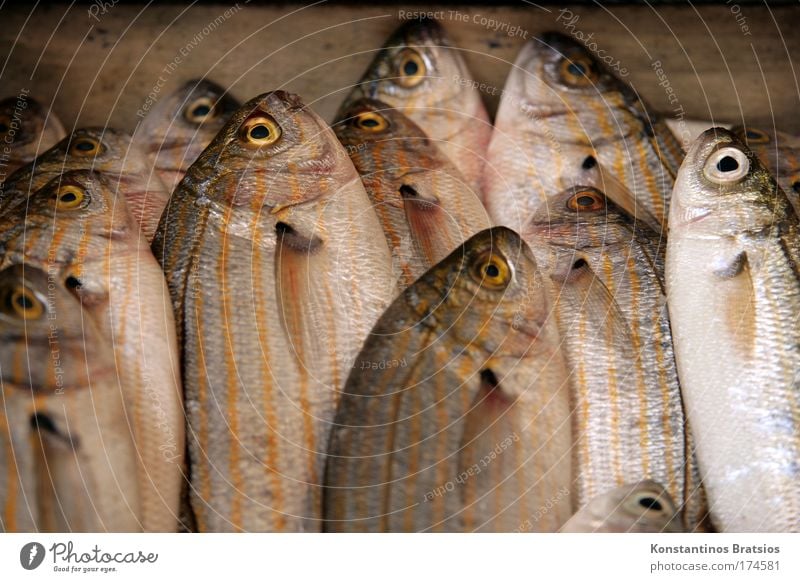 SEAFOOD - GOLDSTRIEME Farbfoto Gedeckte Farben Außenaufnahme Nahaufnahme Menschenleer Tag Lebensmittel Fisch Ernährung Bioprodukte Angeln Fischer Meer