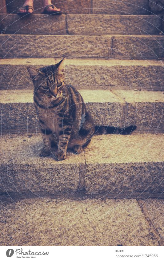 Nächstenliebe | oberste Stufe Tourismus Fuß Treppe Haustier Katze 1 Tier Stein authentisch natürlich niedlich retro wild Tierliebe Misstrauen ignorant Erwartung