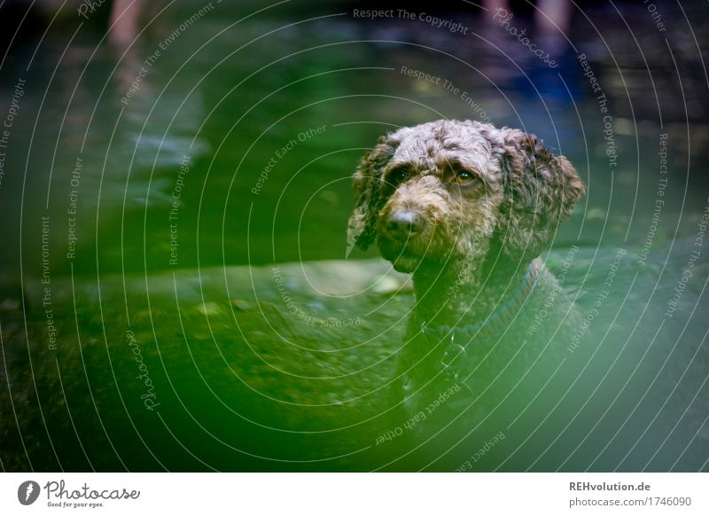 überwacht | volle Aufmerksamkeit Ausflug Umwelt Natur Tier Haustier Hund 1 beobachten Jagd Blick warten außergewöhnlich grün Wachsamkeit Locken braun Tierliebe