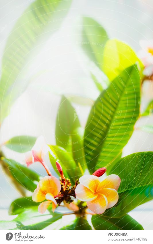 Topische Frangipani Blumen Design Sommer Garten Natur Pflanze Sonnenlicht Schönes Wetter Blatt Blüte Park gelb rosa Duft Thailand tropisch exotisch Farbfoto