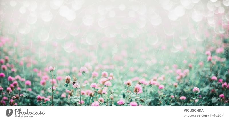 Wiese mit blühenden Klee Lifestyle Design Sommer Umwelt Natur Landschaft Pflanze Schönes Wetter Blume Blüte Garten Park Feld Fahne weich rosa Stil Naturliebe