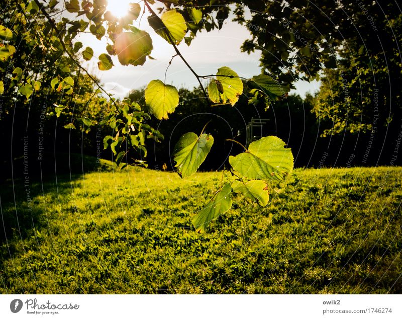 Grüne Lunge Umwelt Natur Landschaft Pflanze Himmel Klima Schönes Wetter Baum Gras Blatt Zweig Park Wiese Bewegung leuchten Idylle Leichtigkeit Laubbaum grün