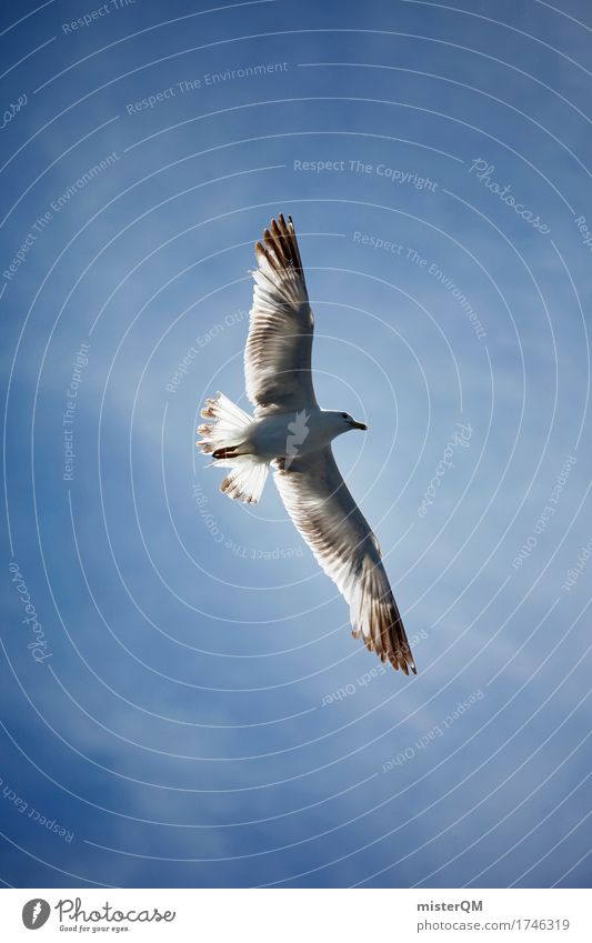 Überflieger. Umwelt Natur Luft ästhetisch Wind fliegen Möwe Leichtigkeit Möwenvögel Möwendreck Flügel Feder Blauer Himmel Farbfoto mehrfarbig Außenaufnahme