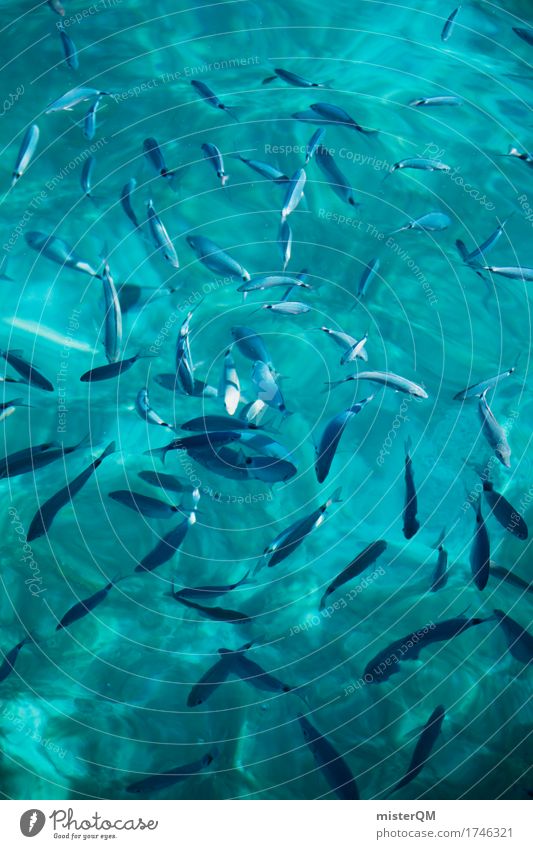 Fischs. Kunst ästhetisch Fischereiwirtschaft Fischschwarm Meer Wasseroberfläche friedlich viele Sommerurlaub Urlaubsfoto Farbfoto mehrfarbig Außenaufnahme