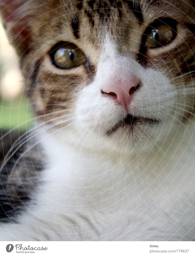 Jambon, Einschmeichler Fell Tier Haustier Katze Tiergesicht beobachten Blick warten frech Neugier Tierliebe Leben entdecken Inspiration Konzentration schön