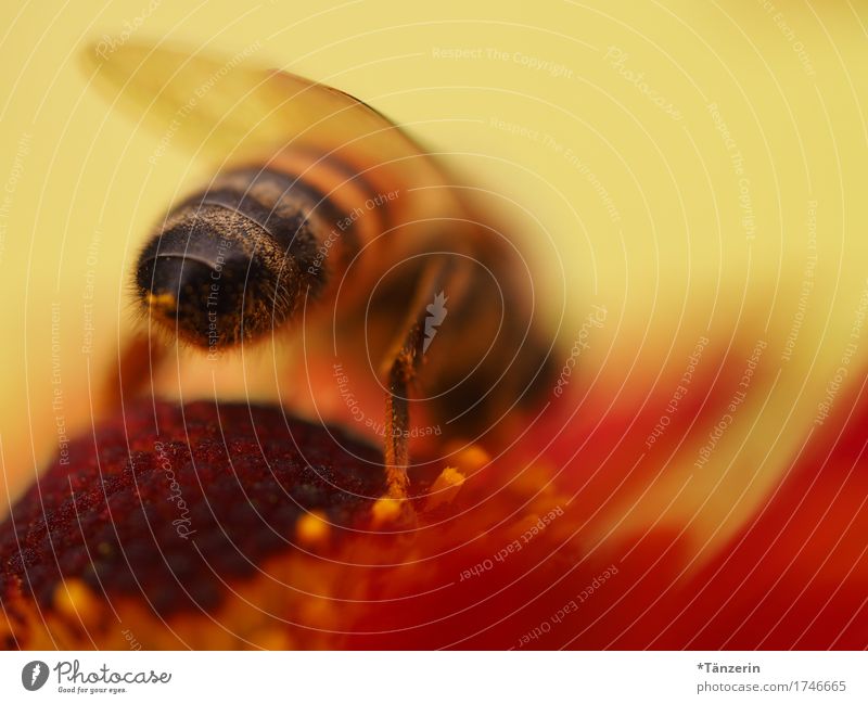 summsumm Tier Nutztier Wildtier Biene 1 schön natürlich gelb orange Tierliebe Farbfoto Menschenleer Tag Schwache Tiefenschärfe Tierporträt