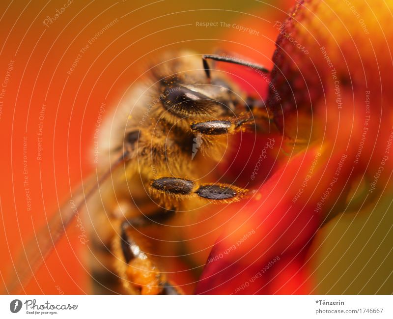 summsumm Tier Nutztier Biene 1 ästhetisch natürlich braun rot Farbfoto mehrfarbig Außenaufnahme Nahaufnahme Makroaufnahme Menschenleer Tag Licht