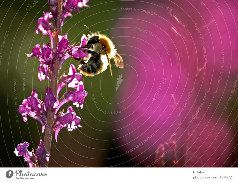 Schweizer Bienenhonig Farbfoto mehrfarbig Außenaufnahme Nahaufnahme Menschenleer Textfreiraum rechts Abend Licht Unschärfe Froschperspektive Ernährung
