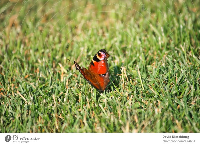 Komischer Rasenmäher Farbfoto Außenaufnahme Tag Kontrast Natur Frühling Sommer Pflanze Gras Wiese Tier Wildtier Schmetterling Flügel 1 grün rot Tagpfauenauge
