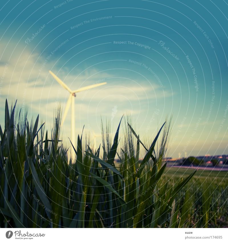 Windrad Farbfoto Außenaufnahme Menschenleer Textfreiraum oben Tag Bioprodukte Wirtschaft Industrie Energiewirtschaft Fortschritt Zukunft Erneuerbare Energie