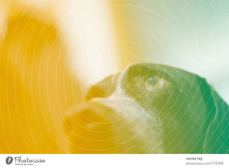 Bekannt wie ein bunter Hund Farbfoto mehrfarbig Experiment Menschenleer Tierporträt Blick nach oben Haustier 1 trendy Kreativität skurril verrückt Kunst