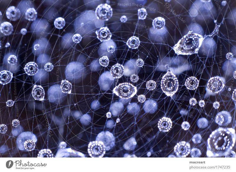 Regentropfen am Spinnennetz Wassertropfen Tropfen Regenwasser Netz faden fäden Tau nass blau Kugel Natur natürlich Makroaufnahme Detailaufnahme Nahaufnahme