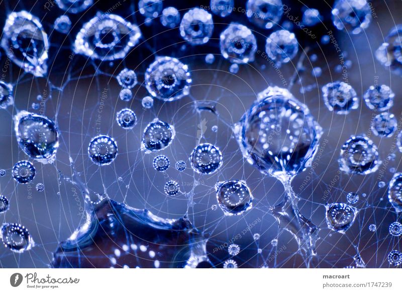 Regentropfen Wassertropfen Tropfen Netz Spinnennetz faden fäden Tau nass blau Kugel Natur natürlich Makroaufnahme Detailaufnahme Nahaufnahme