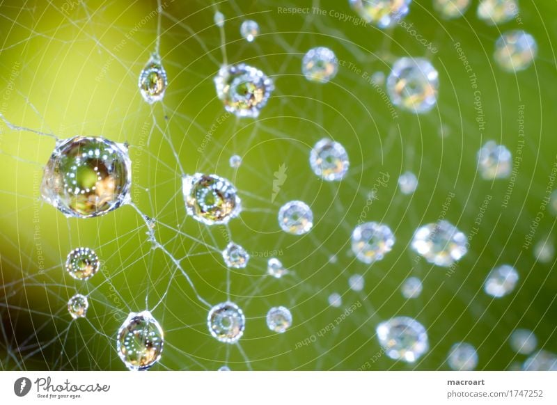 Regentropfen Wassertropfen Tropfen Netz Spinnennetz faden fäden Tau nass blau Kugel Natur natürlich Makroaufnahme Detailaufnahme Nahaufnahme grün