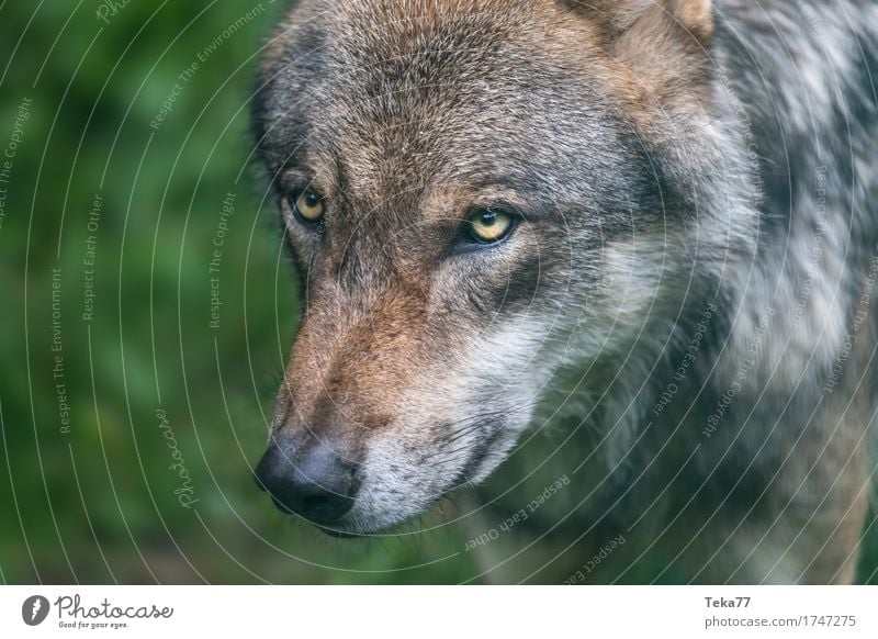 Wolf II Stil Natur Tier Wildtier Tiergesicht Zoo Abenteuer Aggression Zufriedenheit Farbfoto Außenaufnahme