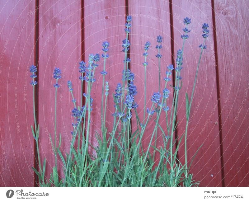 Lila Blüten Lavendel Rotes Holz Kastanienrot Heilpflanzen