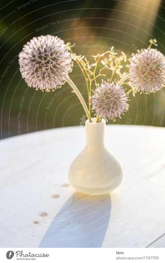 Spot an Sommer Garten Tisch Blume leuchten einfach kugelrund Vase Lichtschein Lichterscheinung Lichtstrahl Dekoration & Verzierung Außenaufnahme Menschenleer