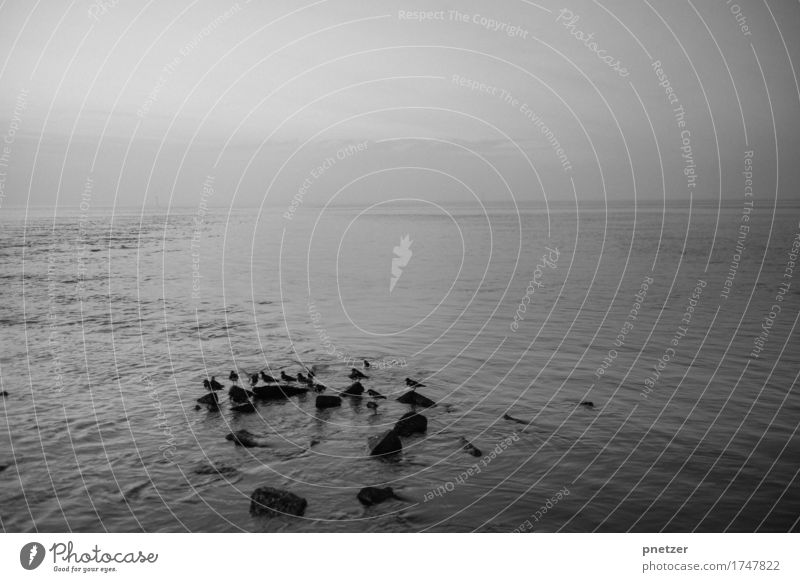 Stille Umwelt Natur Landschaft Urelemente Wasser Wetter Regen Wellen Küste Seeufer Strand Bucht Fjord Nordsee Ostsee Meer Gefühle Traurigkeit Einsamkeit Vogel