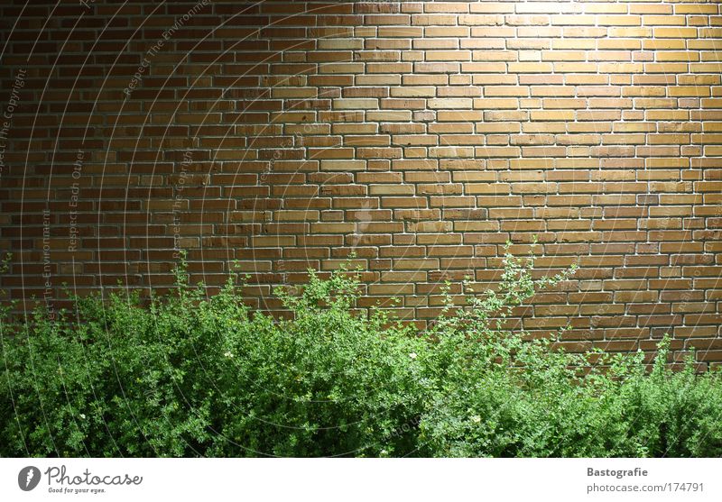 ziegelwand Farbfoto Mauer Wand Backstein Pflanze Natur