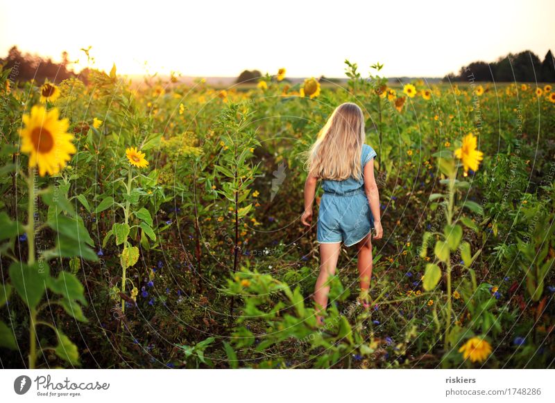 Im Sonnenblumenfeld Mensch feminin Kind Mädchen Kindheit 1 3-8 Jahre Umwelt Natur Landschaft Pflanze Sommer Schönes Wetter Feld Blühend gehen laufen leuchten