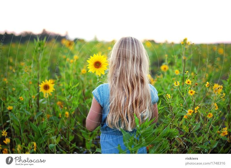 sunny Mensch feminin Mädchen Kindheit 1 3-8 Jahre Umwelt Natur Pflanze Sommer Blume Sonnenblume Sonnenblumenfeld Feld beobachten Blühend Denken entdecken