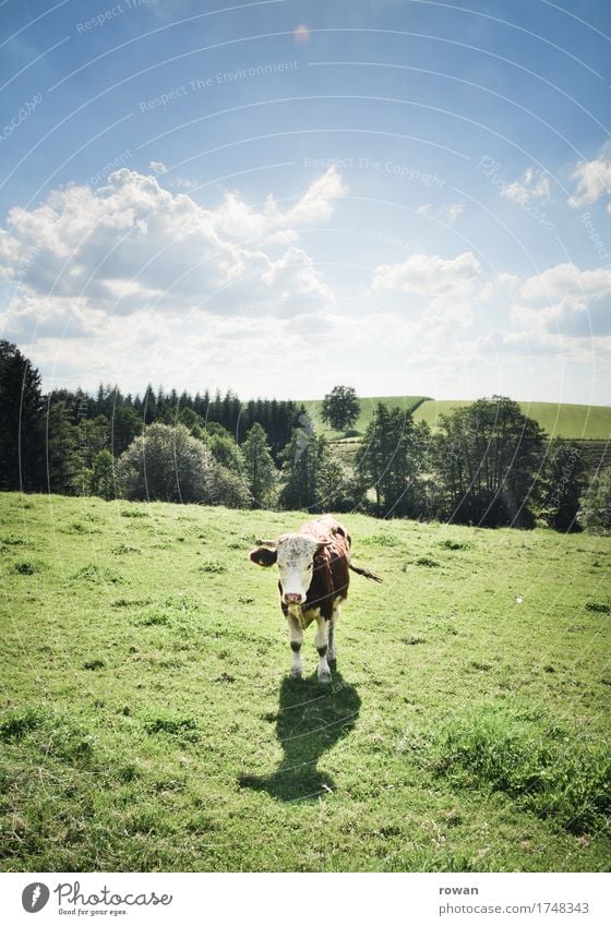 muh Landwirtschaft Forstwirtschaft Landschaft Himmel Sommer Gras Wiese Tier Kuh stehen Wärme Milch Milchwirtschaft Konflikt & Streit Blick Berge u. Gebirge
