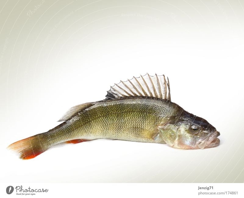 An Land gezogen. Farbfoto Studioaufnahme Textfreiraum oben Textfreiraum unten Freisteller Hintergrund neutral Tierporträt Profil Lebensmittel Fisch Angeln