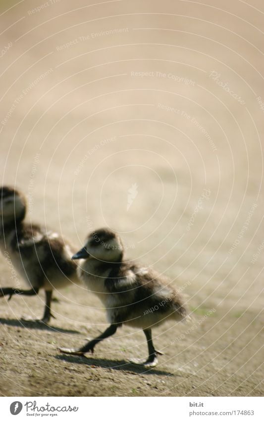 SYNCHRON-WATSCHELN Natur Sand Frühling Teich See Tier Haustier Vogel Flügel Schnabel Küken Entenvögel entenjunge laufen Beine Bauernhof Feder Federvieh 2