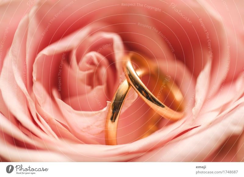 ohne Anfang und ohne Ende Blume Rose Accessoire Schmuck Ring Ehering Klischee rosa Romantik Hochzeit Farbfoto Außenaufnahme Makroaufnahme Menschenleer Tag