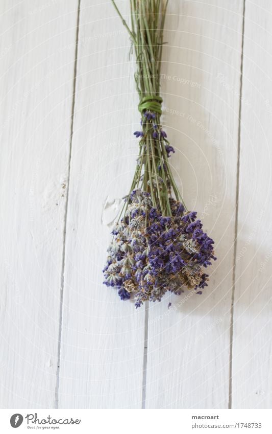 Lavendel flos Tisch Blume Blüte Blumenstrauß violett Duft Geruch Holztisch Blühend beruhigend beruhigungsmittel Heilpflanzen Medikament nerven Gesundheit