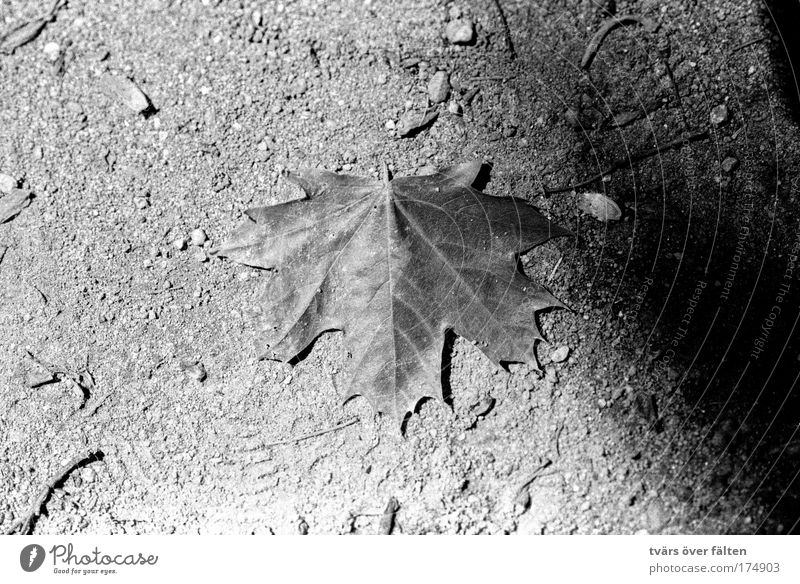 Ahornblatt Schwarzweißfoto Außenaufnahme Detailaufnahme Tag Licht Schatten Natur Pflanze Sand Blatt Park trocken unten schwarz Symmetrie Kontrast Sonnenlicht