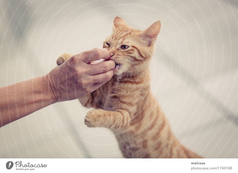 her damit ... Mensch Frau Erwachsene Arme Hand Finger 1 30-45 Jahre Tier Haustier Katze Tiergesicht Fell Pfote Katzenohr Tierjunges Spielen Herumalbern beißen